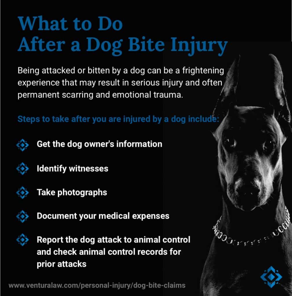 can you be charged if your dog bites someone