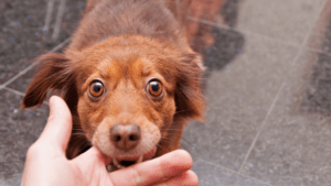 Dog Bite Lawyer in Bridgeport