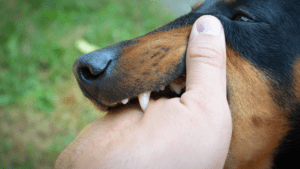 Dog bite Lawyer in Norwalk